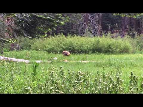 California Black grubbing in the meadow