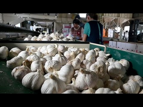 アリウム ロセウム