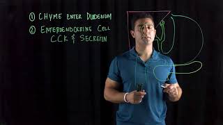 Mechanisms promoting secretion and release of bile and pancreatic juice