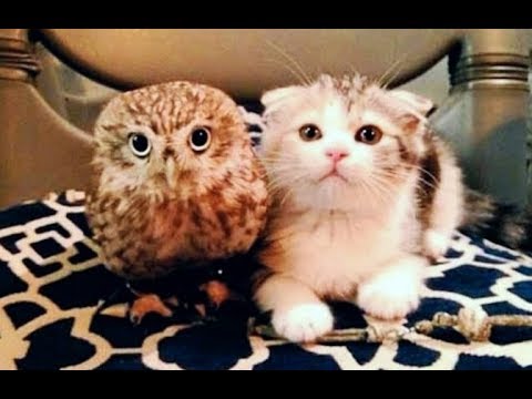 download lagu mp3 mp4 Baby Owl Kitten, download lagu Baby Owl Kitten gratis, unduh video klip Baby Owl Kitten