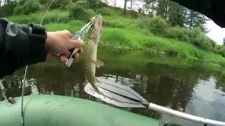 Какая рыба водится в Западной Двине