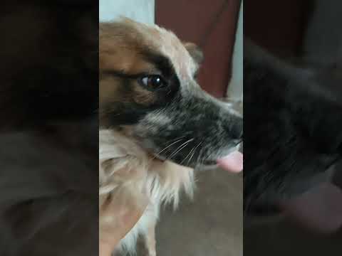 #pakistani #pomelion#dog 🐶🐕#trending #viral #shorts #gulzar