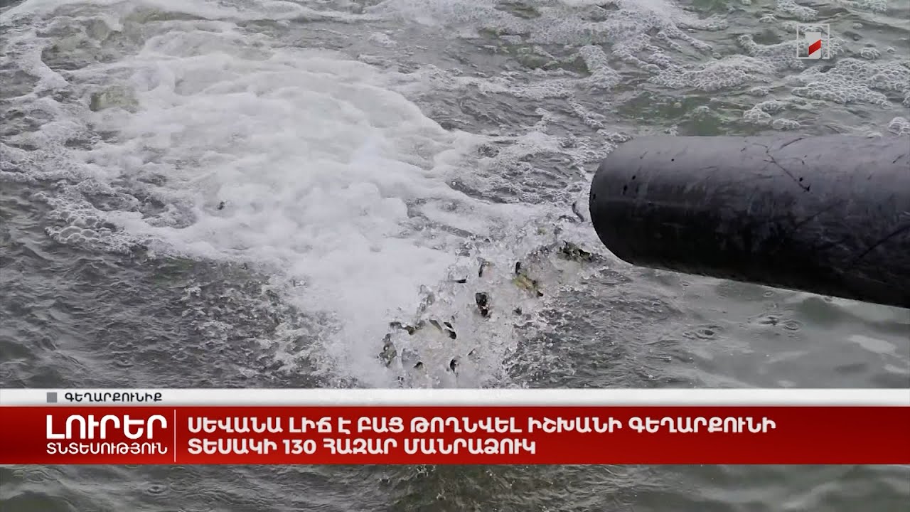 Սևանա լիճ է բաց թողնվել իշխանի գեղարքունի տեսակի 130 հազար մանրաձուկ