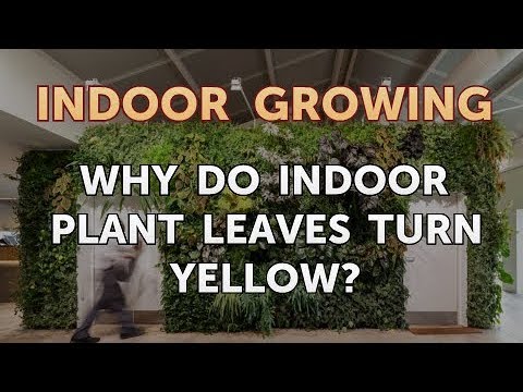 How to Regrow a Broken Aloe Leaf