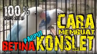 Download lagu SETTINGAN : 100% SUKSES CARA MEMBUAT LOVEBIRD KONSLET PARUH PUTIH NGEKEK PANJANG MEREM MELEK mp3