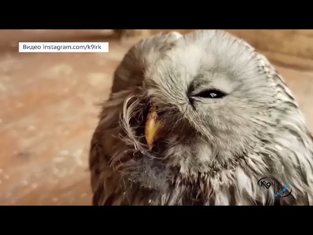 Питомник К-9 выхаживает сову