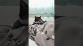 睡魔と戦う猫