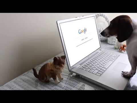 Find #Local Dog Walker Services|Jobs Near You.