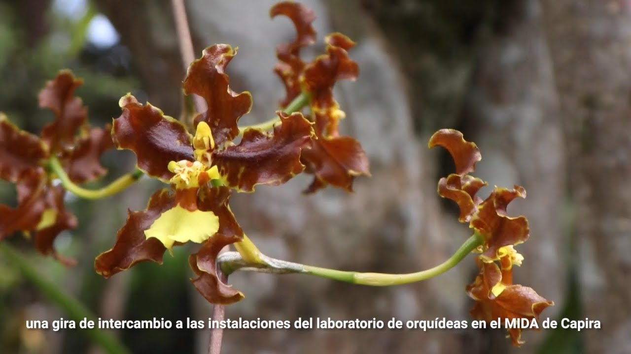 Proyecto de Comercialización de Orquídeas y Naranjillas en la CHRSM/Fondo de Adaptación - 2da Parte