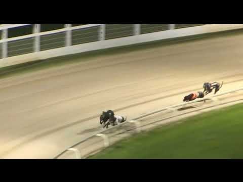 2017 SERVOCA BRITISH BRED DERBY - HEAT 6 - T3 CANDLELIGHT FIRE