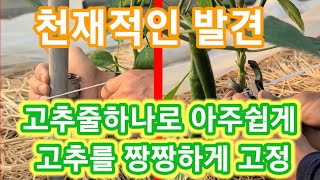 이것이 혁명이다 고추줄,끈 하나로 아주쉽게 고추를 짱짱하게 띄우는법 양말목, 고추농사잘짓는법 고추끈,고리,줄…