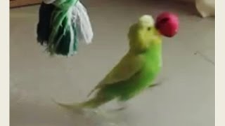 Budgie with dribbling skill | Pedro Video #19 | Liz Kreate