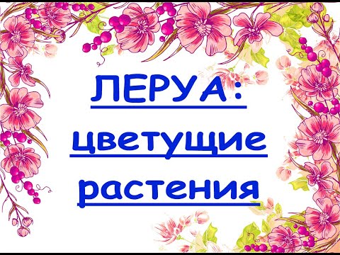 ЛЕРУА:завоз ПОТРЯСАЮЩИХ цветущих РАСТЕНИЙ,29.05.20,ТЦ "Космопорт",Самара.