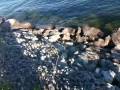 Mink pups at Long Pier Geneva, NY