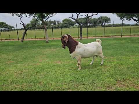 17th Innibos Boerbokgroep production sale – 10/02/2024 – 11:00