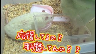 ラットのゲージを綺麗にしたら、もの〇〇姫のアレみたいに邪魔してきた！！(ゆっくり実況音声あり)
