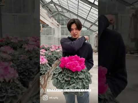 園芸 トルコシクラメン