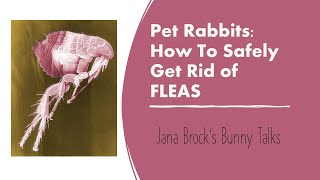 Rabbits: How to Safely Get Rid of Fleas