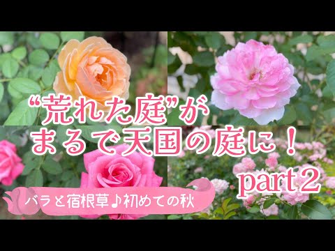 バラの根元に雑草対策として何を置くか？  庭園