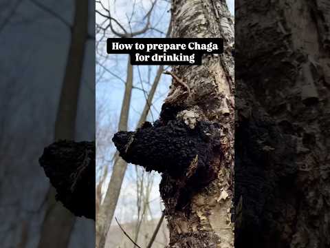 Brewing Chaga Mushroom Tea: Easy Step-by-Step Guide!