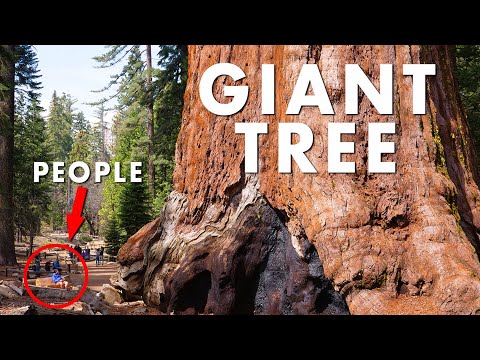 World's Largest Trees GIANT SEQUOIAS | 4K