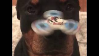 Dog balances Fidget Spinner on nose!!!!
