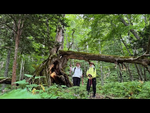 Japan: The Luxury of Experience and the Pulse of Life | اليابان فخامة التجربة ونبض الحياة