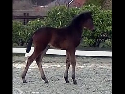 www.sporthorses-online.com 2014 DON NOBLESS filly