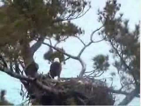 Maine Bald Eagle 11:44 am to 3:39 pm Raven attack 05/03/08