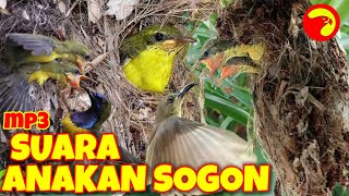 Download lagu mp3 pikat burung sogon anakan memanggil indukan mp3
