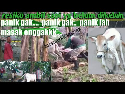 sapi lepas kendali… marah mau dijual