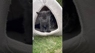 Manx Cats Videos