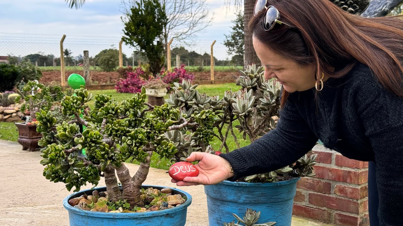 Um Tesouro Verde: Buscando Suculentas em um Jardim Maravilhoso