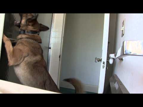 K-9 Steel Valley Training