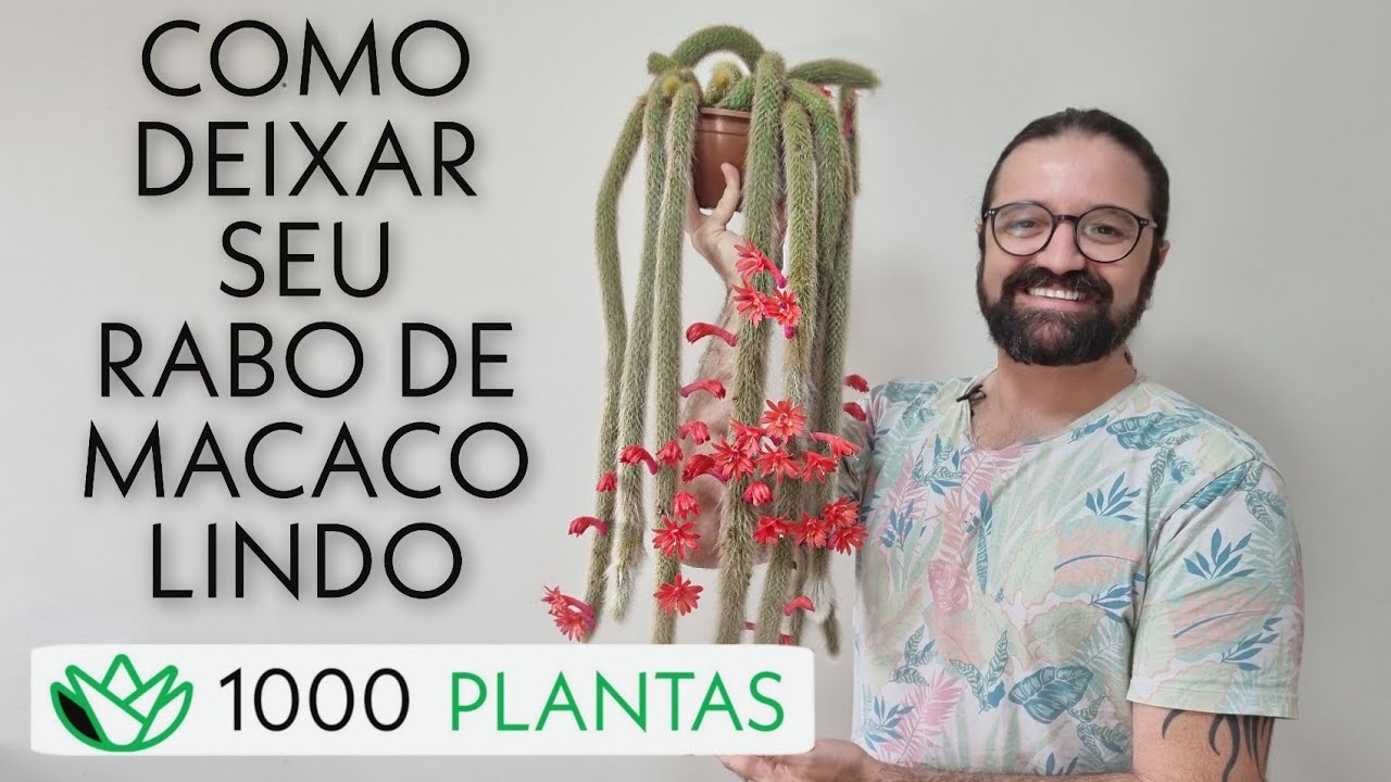 Cleistocactus winteri subsp. colademono - Cacto Rabo de Macaco - 20 de 1000 plantas - como cultivar