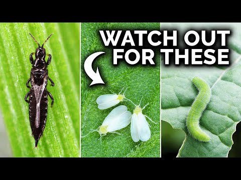 7 Pests You Probably Have In The Garden (And What To Do)