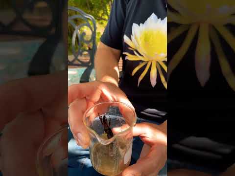 Resilient Dragon Fruit Seedling 🌱 #dragonfruit #pitahaya #gardening #dragonfruits #seedling