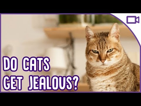 Do Cats Get Jealous? Signs that your cat is jealous! - YouTube
