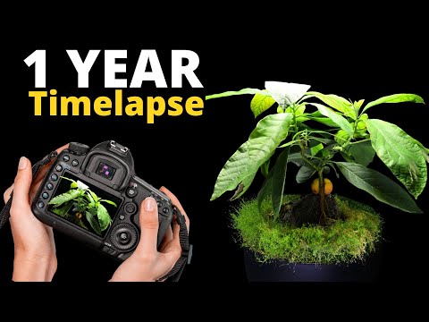 I filmed 1 YEAR of Growing an Avocado BONSAI
