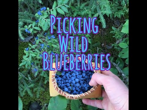 download lagu mp3 mp4 Wild Blueberries Australia, download lagu Wild Blueberries Australia gratis, unduh video klip Wild Blueberries Australia