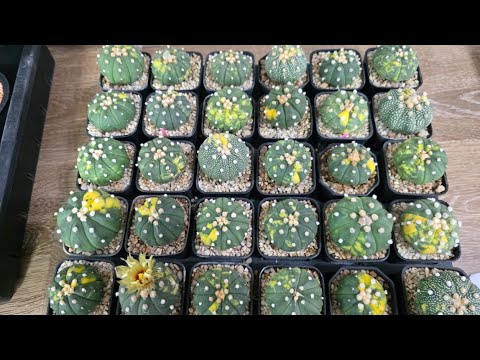 5.21 태국 투구,짐노 실생등  (6주후 도착 예정)