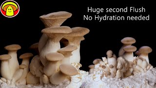 Best way to second Flush King Oyster Mushrooms | Growing King Oyster Mushrooms at Home