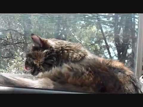 Isadora the Cat in Fast Washing Cat