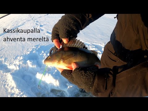 Kassikaupalla ahventa mereltä | Papa smurffi on iloinen ja kertoo taas omia juttujaan