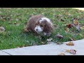 Mini Aussiedoodle dogs for sale: Charlie - Video 1