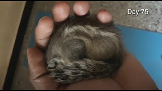 Raising a Squirrel by hand from day 1 to 100!