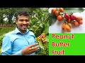 Peanut Butter Fruit දියවැදඩියාවට​