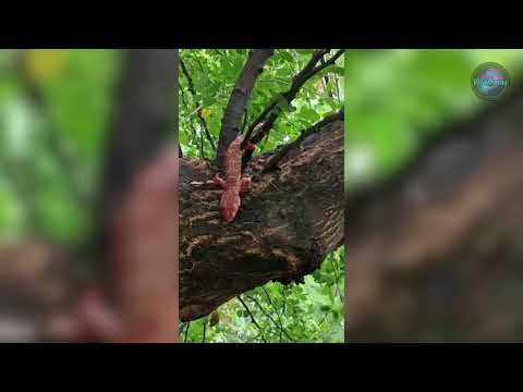Tokay Gecko Attacks Tree Snake, Which Regurgitates Another Gecko