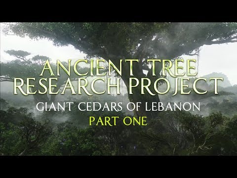 Ancient Tree Research Project | Giant Cedars of Lebanon - Part 1