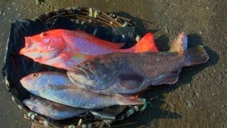 Fish market in Bamboo Flat, Andaman